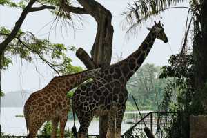 GIRAFFE-01